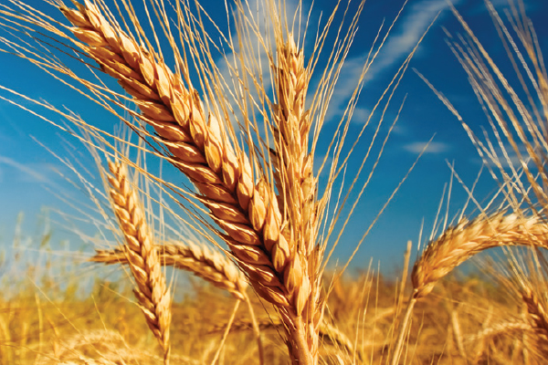 Agriculture Experience
